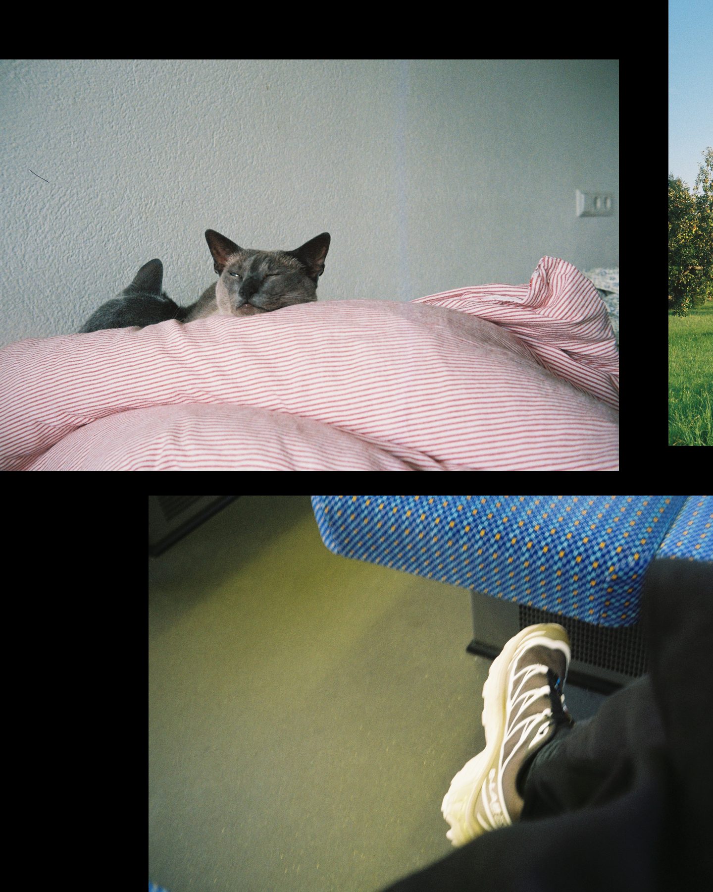 Slide 1 of 3: a grey cat asleep on pink striped bedding, and my sneaker next to a blue train seat