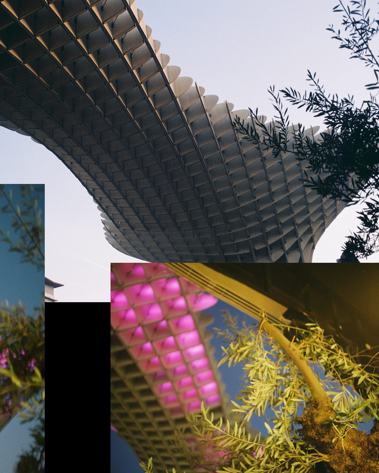 Slide 3 of 3: the same canopy in daylight, and olive branches lit from below at night